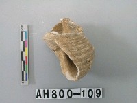 藏品(螺類)的圖片